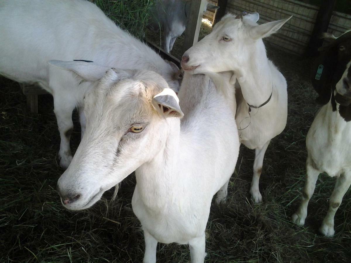 Mtubatuba Cheese Farm & Lodge מראה חיצוני תמונה